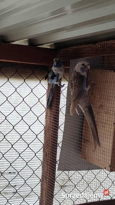 Sprzedam rozelle królewskie Ptaki Piaseczno