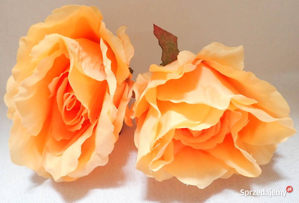 Róża rozwinięta brzoskwiniowa 1 śr 9 P1414 Siewierz