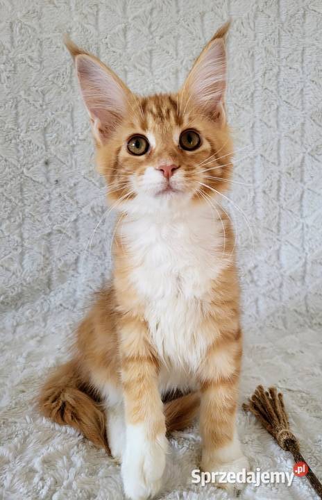 Maine Coon duże linie hodowla FPL