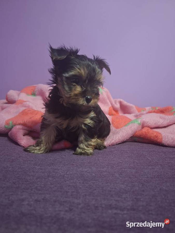 Szenieta z rodowodem ZKwP Wierzbica