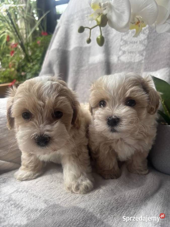 Maltipoo F1 piesek Częstochowa