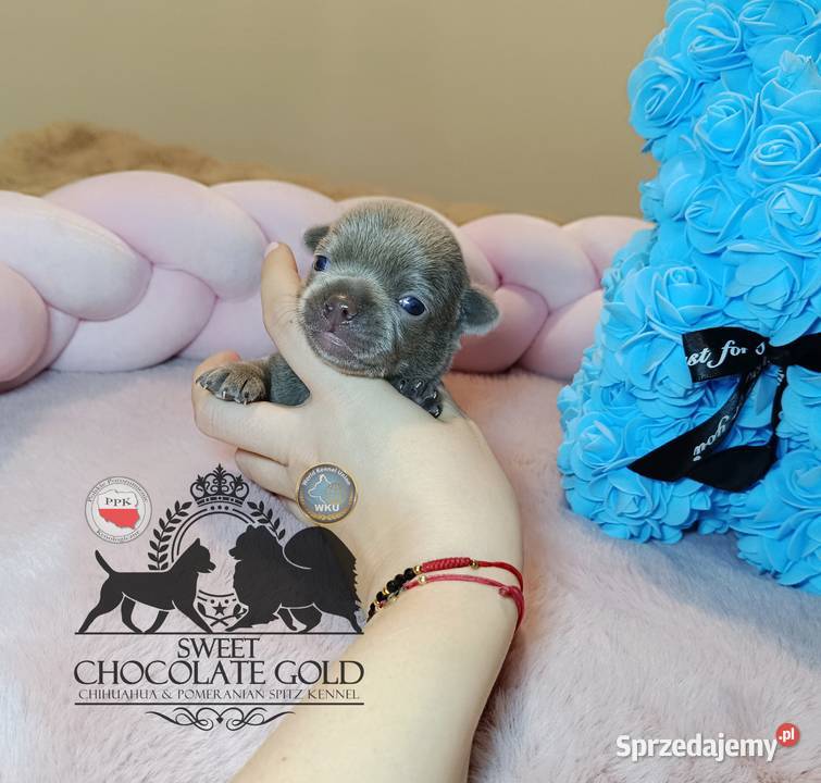 Chihuahua piesek liliowy krótkowłosy piękny Warszawa