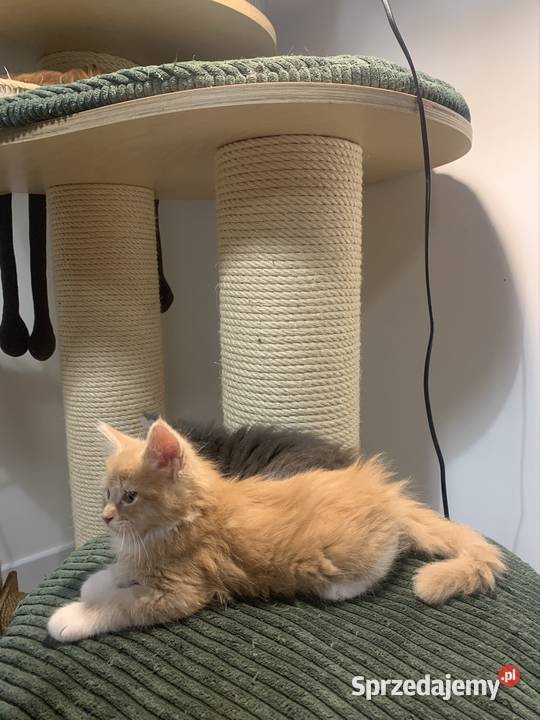 Kocur Maine Coon kremowobiały Maine Coon Warszawa