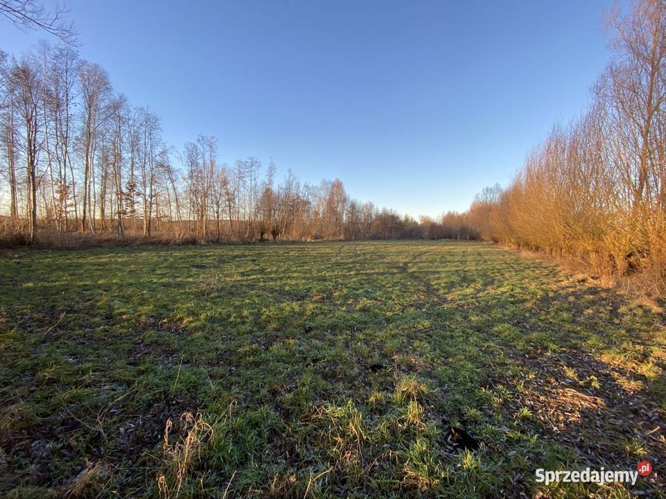Grunt rolny częściowo zadrzewiony Stare Kurowo
