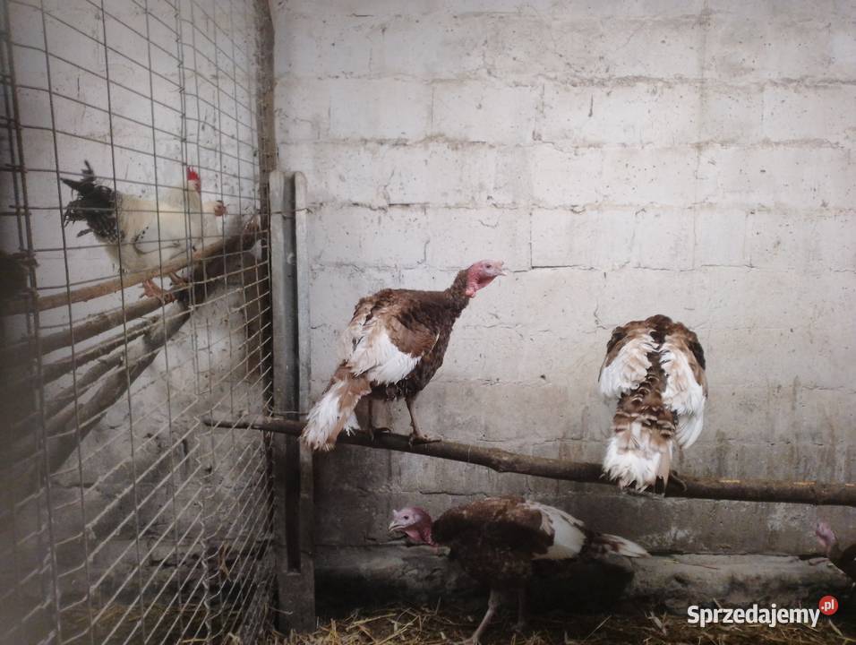 Sprzedam indyczki Smoryń sprzedam