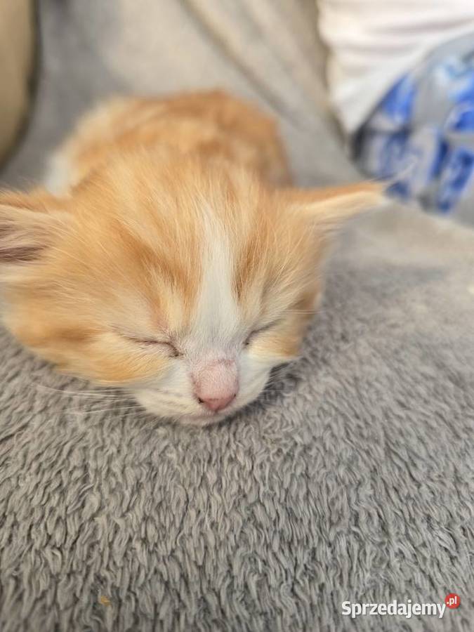 Ragdoll niespotykane kocięta w kolorze mink Zielona Góra