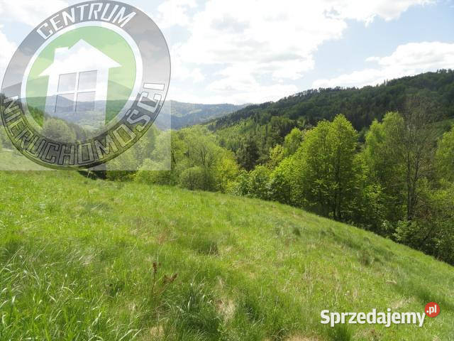sprzedaży gruntu 3800m2 Ochotnica Dolna 50m sprzedam