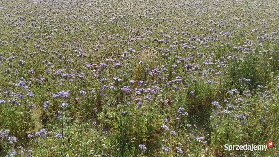 Facelia błękitna miododajna podlaskie Białystok
