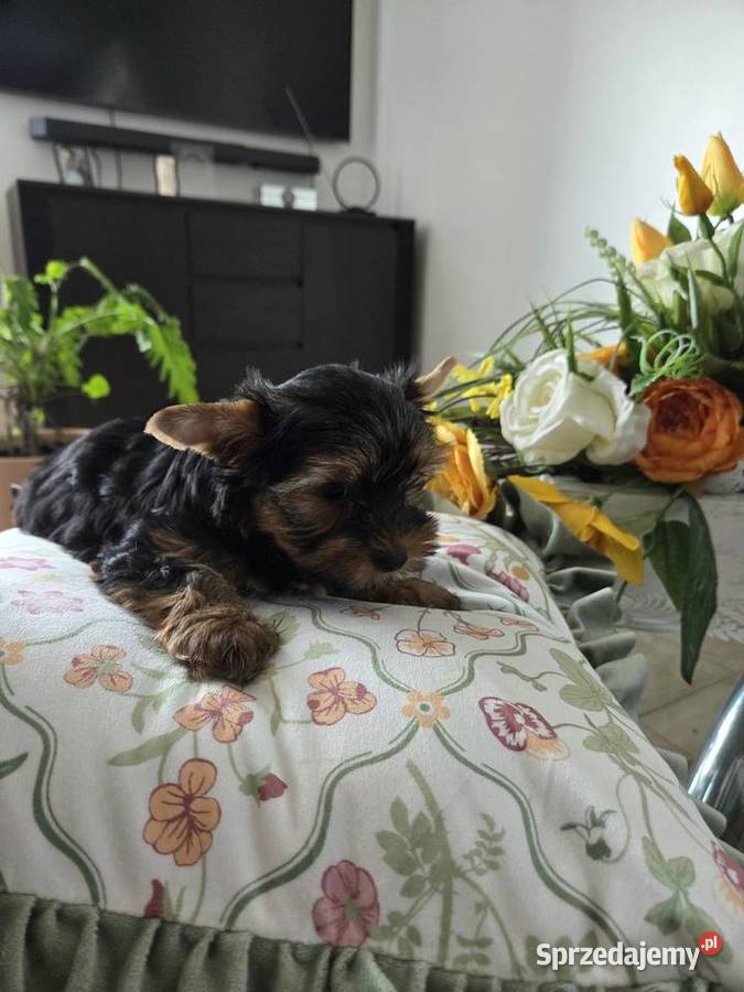 Piesek Rasy York sprzedam