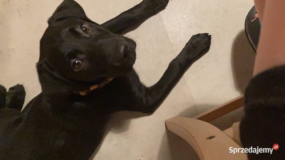LABRADOR 3 MIESIĘCZNY CHŁOPCZYK Lubin