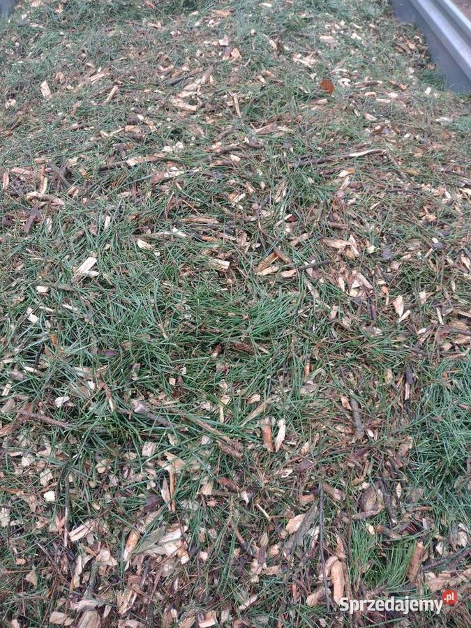 Zrębka sosnowa do ściółkowania