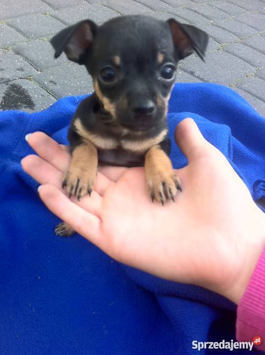 Ratlerki oddam mazowieckie Warszawa