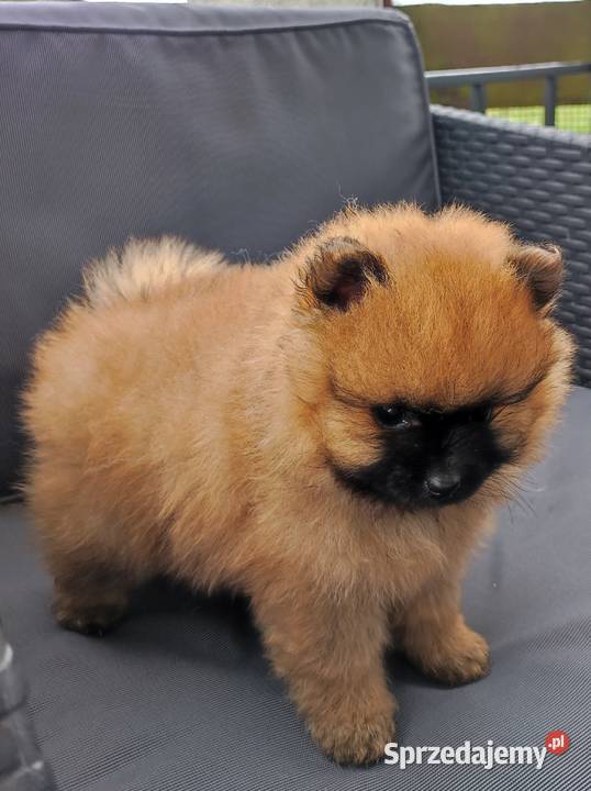 Szpic miniaturowy pomeranian cudny piesek Działdowo sprzedam