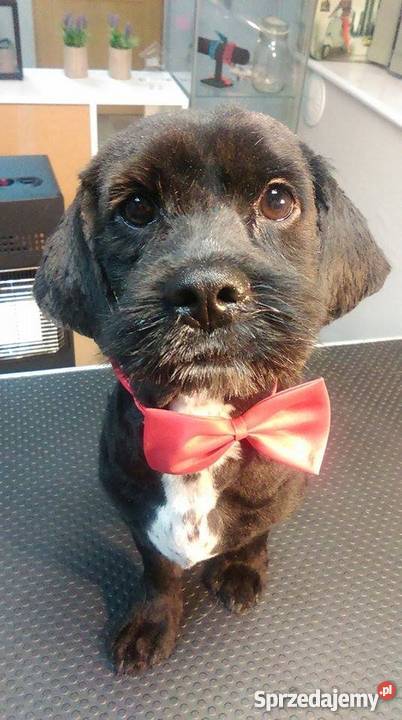 fryzjer psów Międzyrzecz