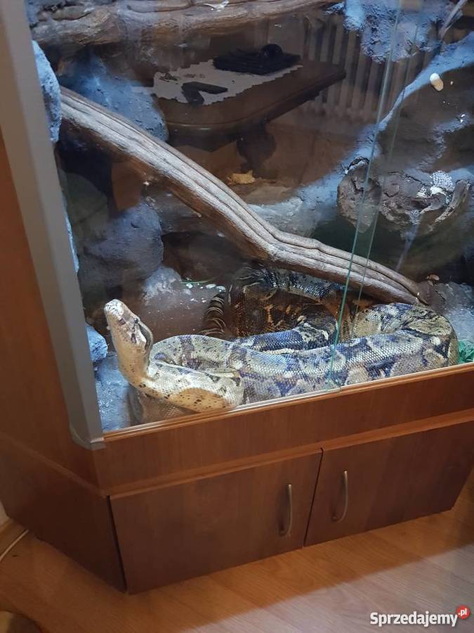 Sprzedam węża boa dusiciela samica z terrarium Legionowo