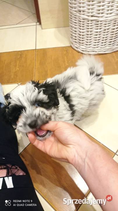 Krzyżowka Maltańczyk Ratlerek Hrubieszów