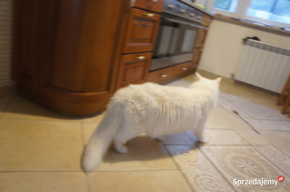 ponadprzeciętnej wielkości i urody Maine Coon Rzeszów