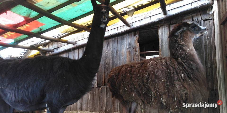 lamy 4 sztuki lubelskie Ryki