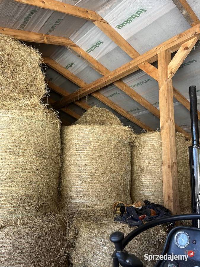 Sprzedam bele siana 120x120 pierwszy i drugi Trawy, słoma Ptaszkowa sprzedam