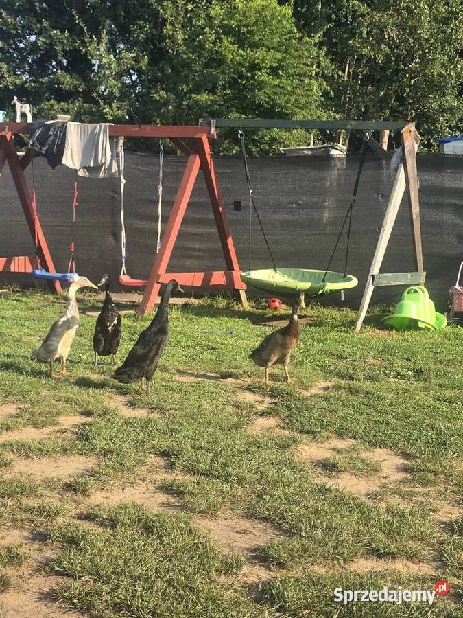 Kaczki bieguski Dąbrowa Górnicza
