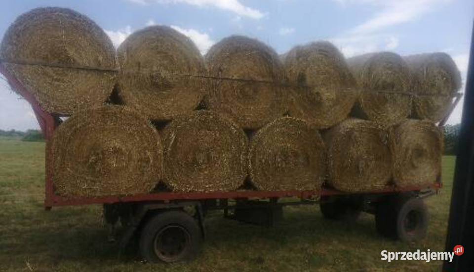 Siano 2025 przechowywane pod Flizem Pozostałe Chojnów