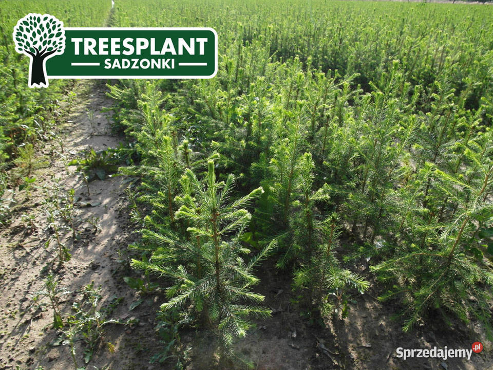 Sadzonki Świerk Pospolity Picea Abies 21 3050