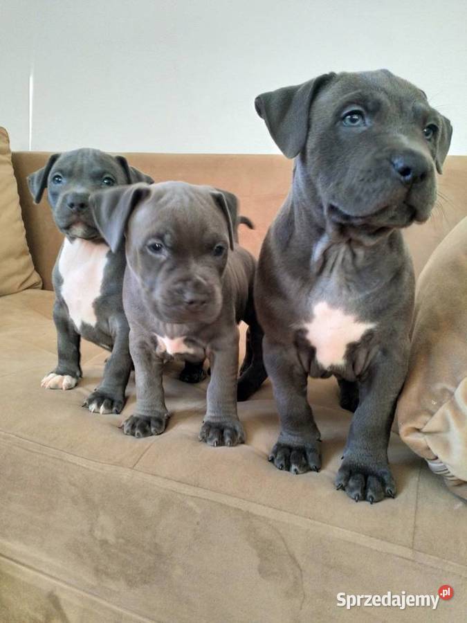 Piękne szczenięta Amstaff Blue Kępno
