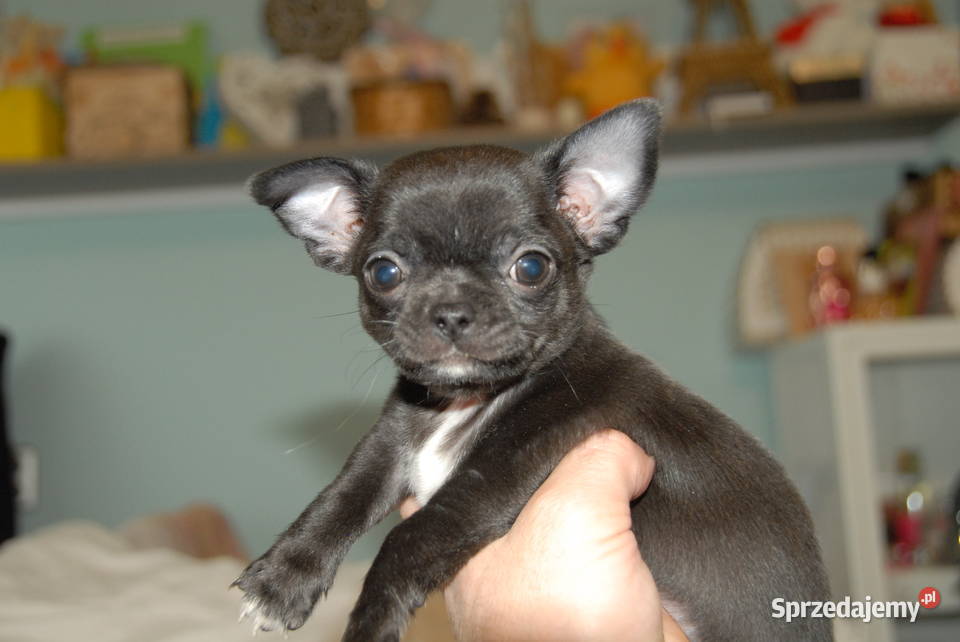 Chihuahua szczeniak