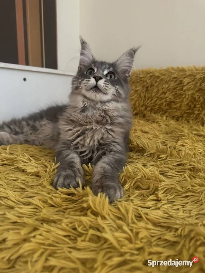 Maine Coon kocurek gotowy do odbioru Maine Coon Olsztyn