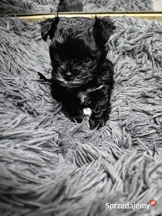 York Black piesek malutki piękny rodowód