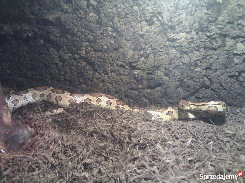 wąż zbożowy Classic terrarium 150 Pozostałe Wrocław