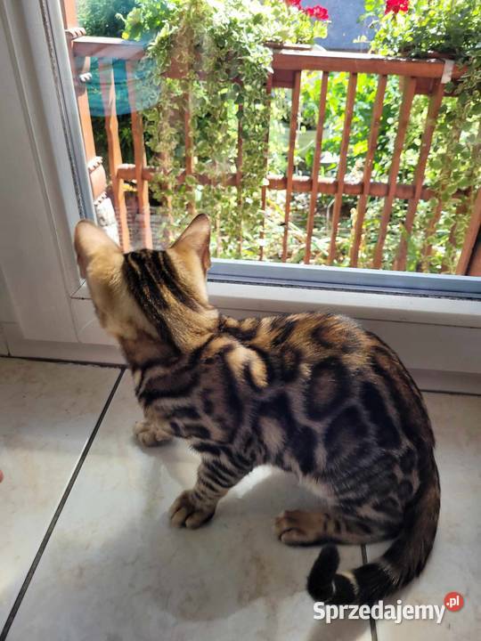 Kocurek afgański z rodowodem małopolskie Nowy Sącz