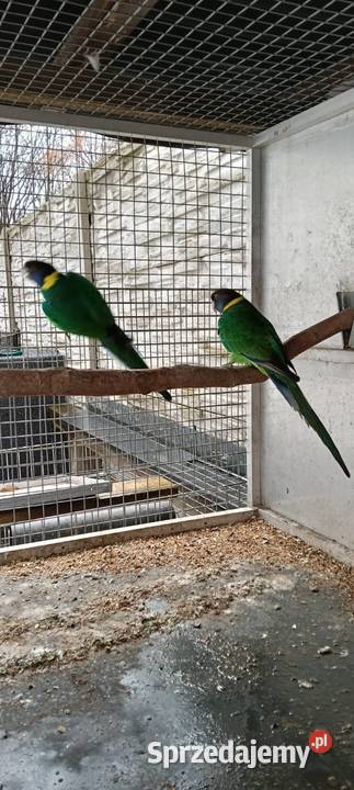 Bernardy Czarnoglowe śląskie Nakło Śląskie sprzedam