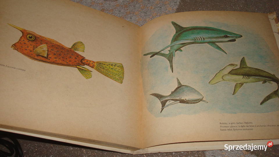 Świat koralowych raf Samek jsa przyroda, krajobrazy Kruszwica sprzedam