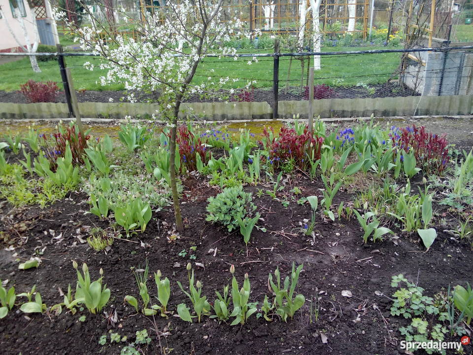 Sprzedam działkę w ROD Magnolia Legnica dolnośląskie Legnica