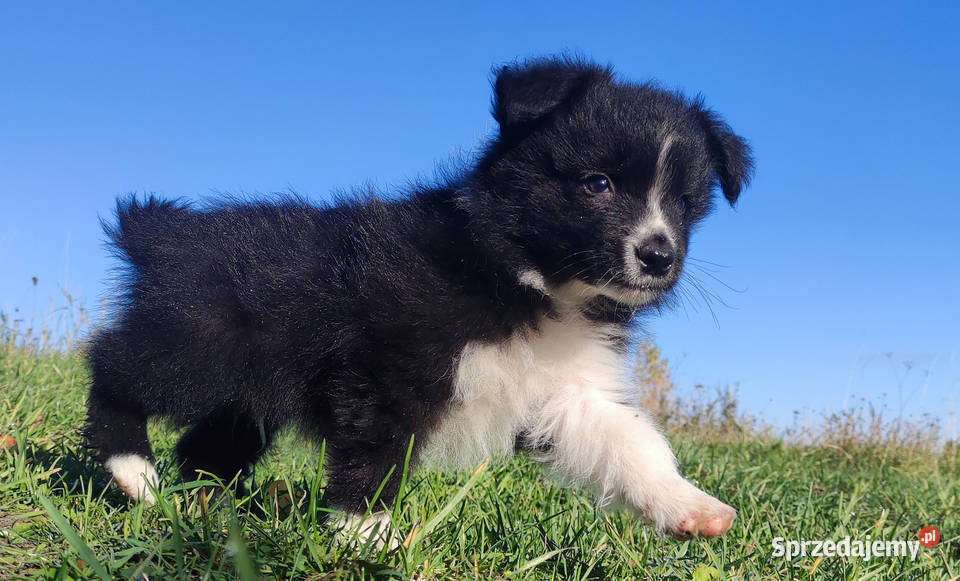 Cudny Pies GROSZEK BORDER COLLIE z pełną dok Iwonicz