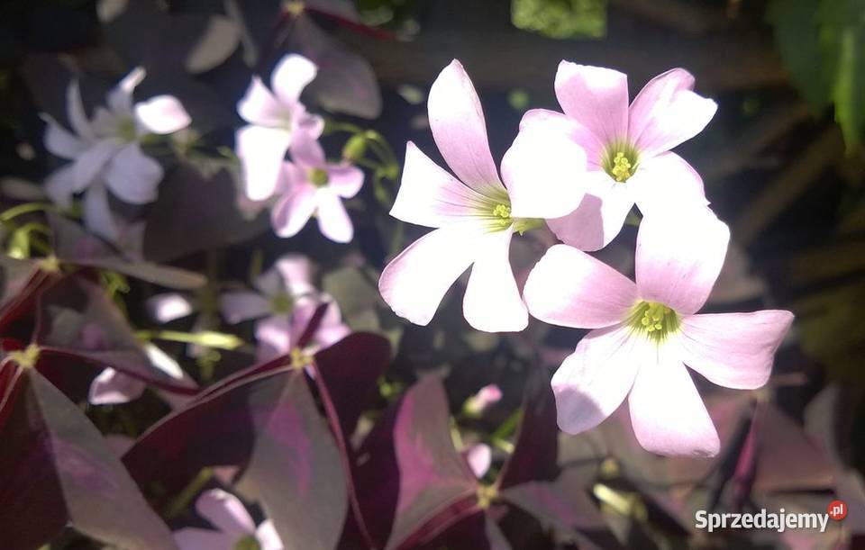 Szczawik trójkątny purpurowy koniczynka bulwy śląskie Pszczyna sprzedam
