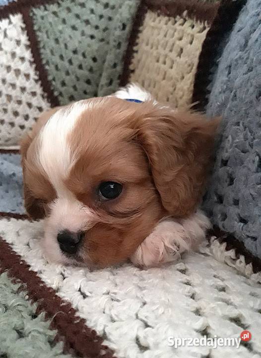 Samiec blenheim Cavalier king charles spaniel Rzeszów