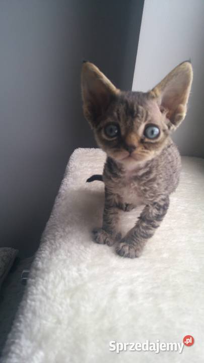 kocurek Devon Rex czarny Wrocław