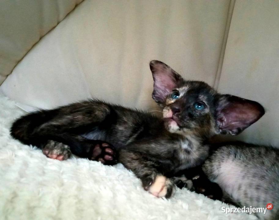 Szylkretowe i cętkowane kocięta orientalne Syjamski kujawsko-pomorskie Bydgoszcz sprzedam