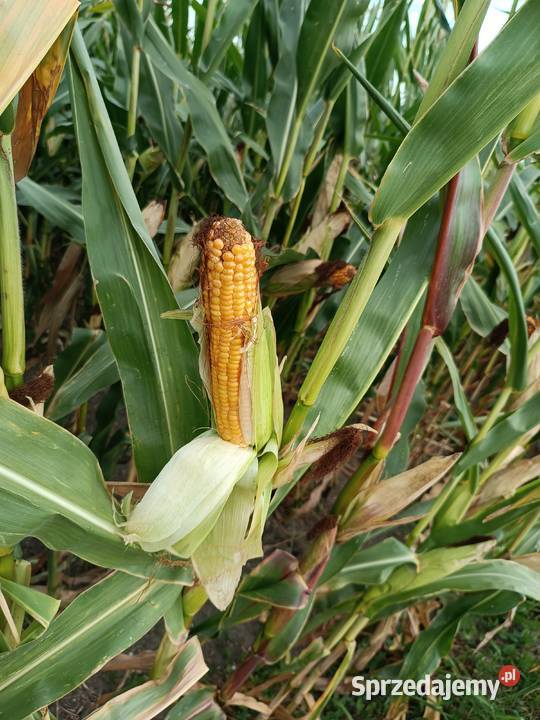 Kukurydza w belach Górki
