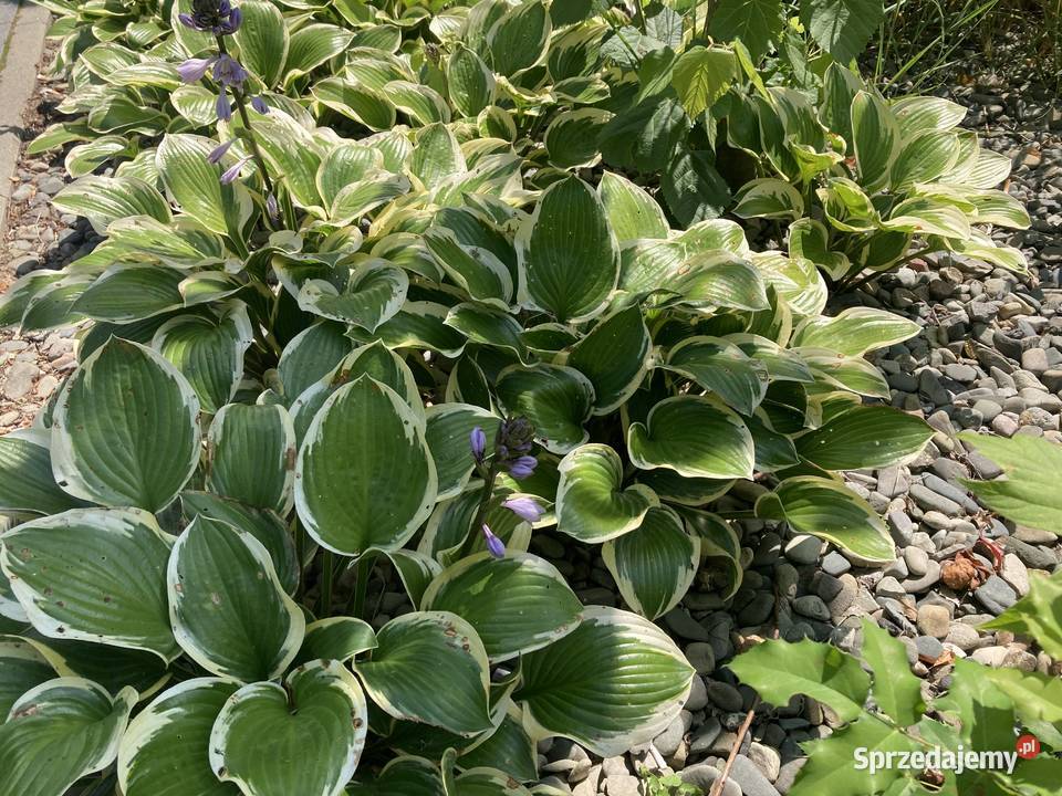 Hosta funkia zielono biała