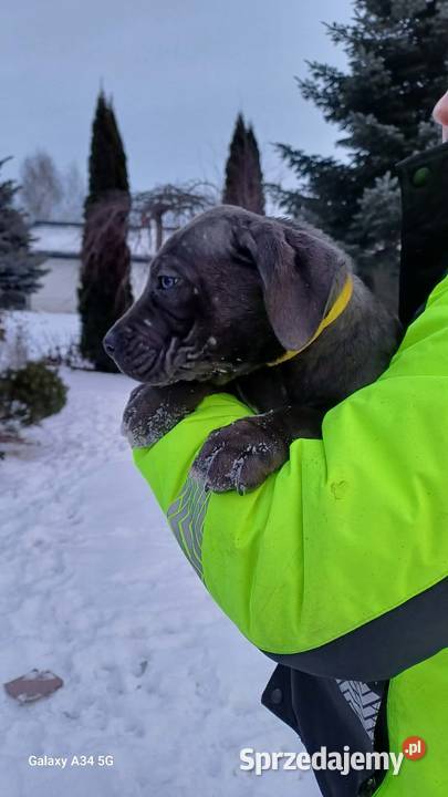 Cane Corso siczka
