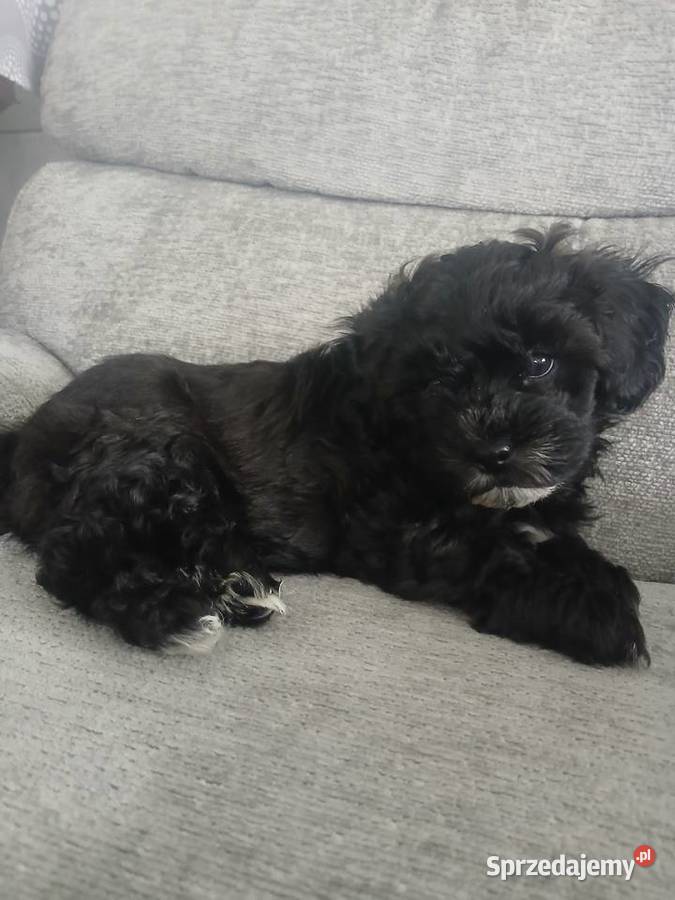 Shihpoo samiec Shihtzu tricolor pudel miniatura Psy