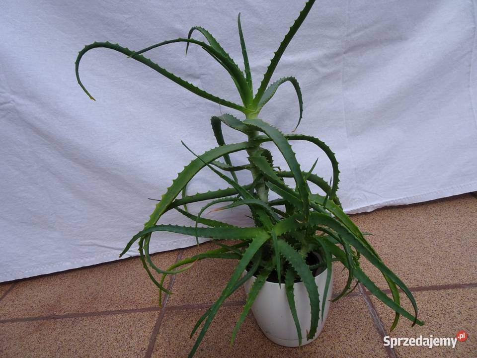 Aloes leczniczy roślina domowa Kaktusy i sukulenty Nowy Sącz
