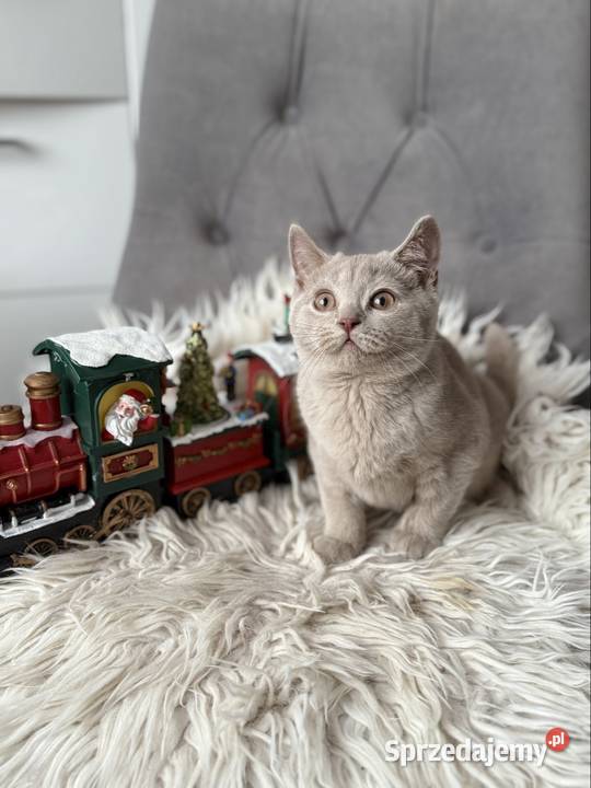 płowy brytyjski kocurek Inowrocław