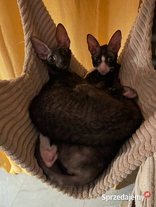 Cornish Rex dwie kotki pohodowlane płatna śląskie Żory sprzedam