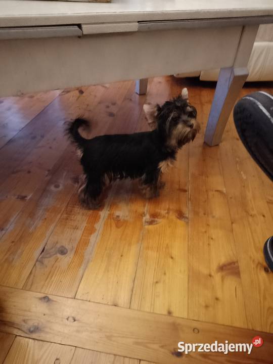 Sprzedam York shire Terrier Tanowo