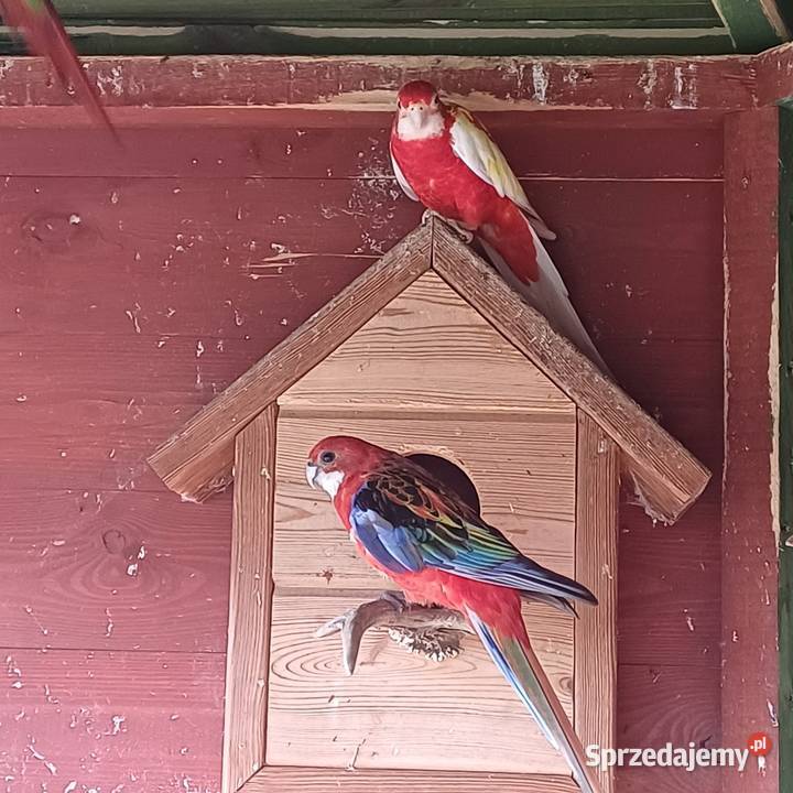 Rozella białolica Ptaki Łask