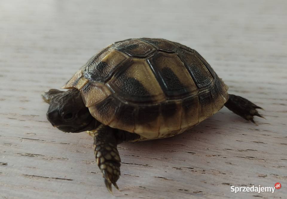 Żółw grecki śląskie sprzedam